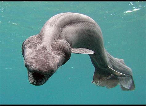 one eye cyclops shark|Cyclops Shark: Scientists Confirm That Discovery Of .